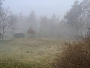IMG_20250310_074452